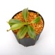 Nepenthes macrophylla / AW / Clone:ed1��[ �ͥڥ�ƥ����ޥ����ե��� ]���� PN241217-08 ��