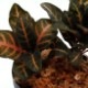Aphelandra maculata[ եɥ顦ޥ顼 ] PN181103-03 