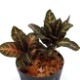 Aphelandra maculata[ եɥ顦ޥ顼 ] PN181103-03 