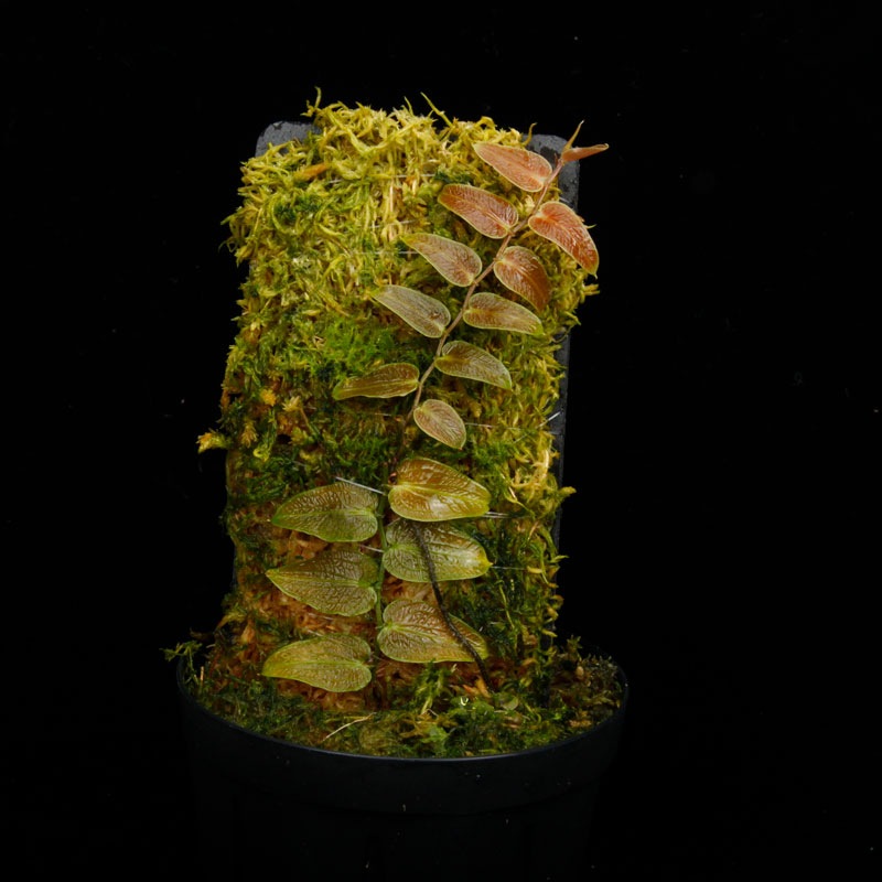 Pothos barberianus��[ �ݥȥ����С��٥ꥢ�ʥ� ]���� PN250822-02 ��