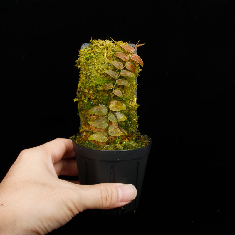 Pothos barberianus��[ �ݥȥ����С��٥ꥢ�ʥ� ]���� PN250822-02 ��