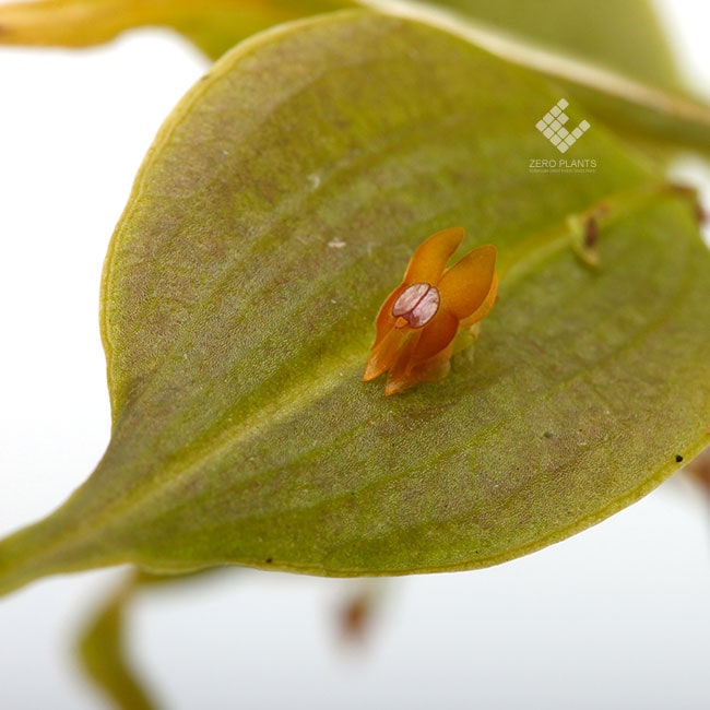 Lepanthes tortilis [ レパンテス・トルティリス ] 【 PN1190315-15