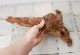 UWS Material Market / Sulawesi Wood���� ���饦�������å� / ����ή�� �� �� SW2107-14 ��