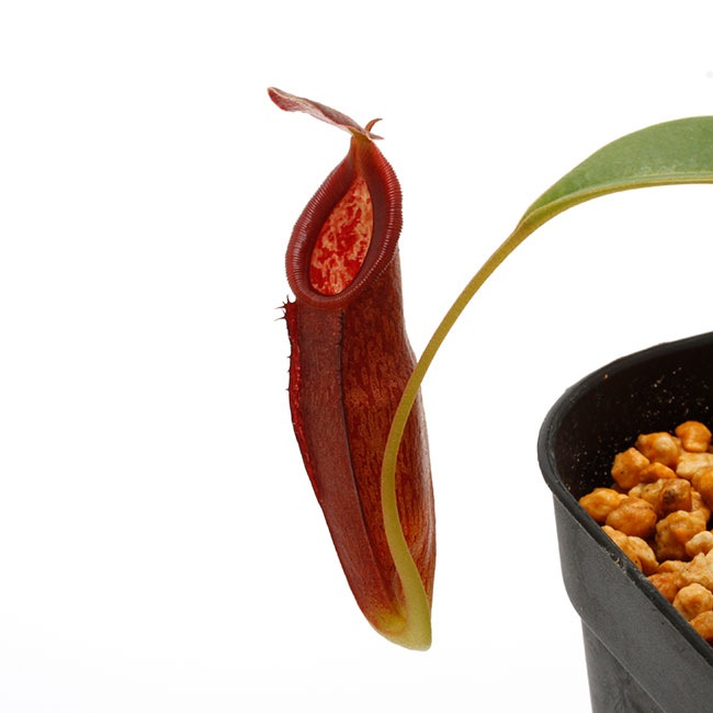 Nepenthes izumiae x inermis [ ネペンテス・イズミアエ x イネルミス