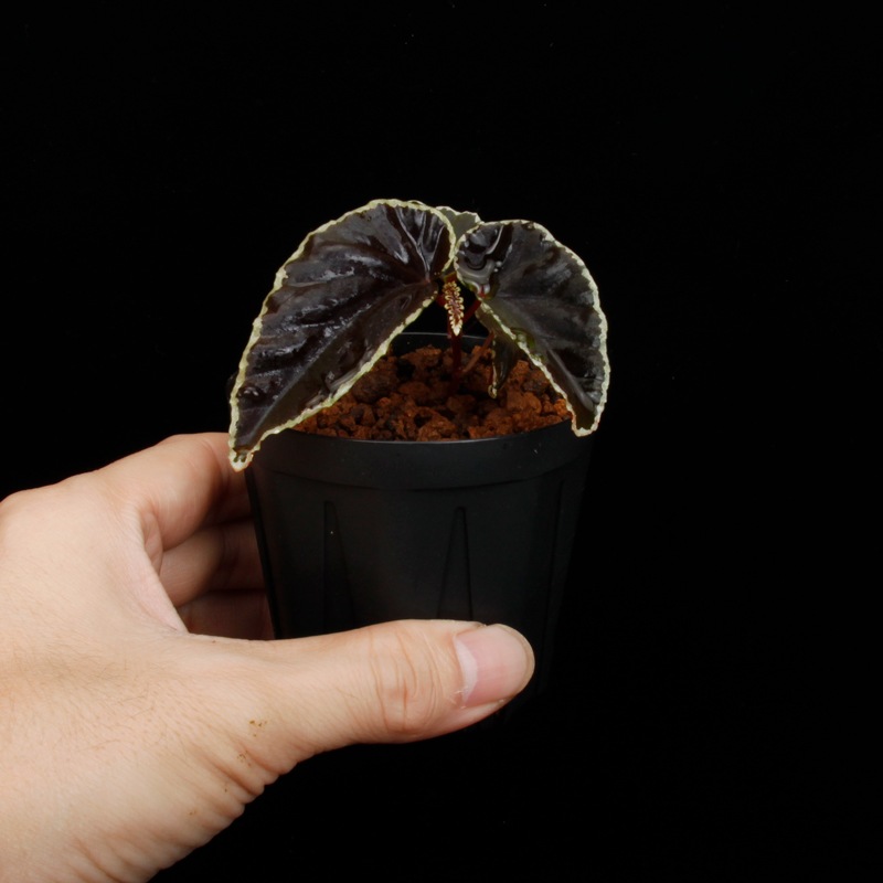 Begonia darthvaderiana��[ �٥��˥����������١��ǥꥢ���� ]��1�ݥå�