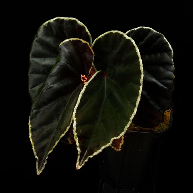 Begonia darthvaderiana��[ �٥��˥����������١��ǥꥢ���� ]��1�ݥå�