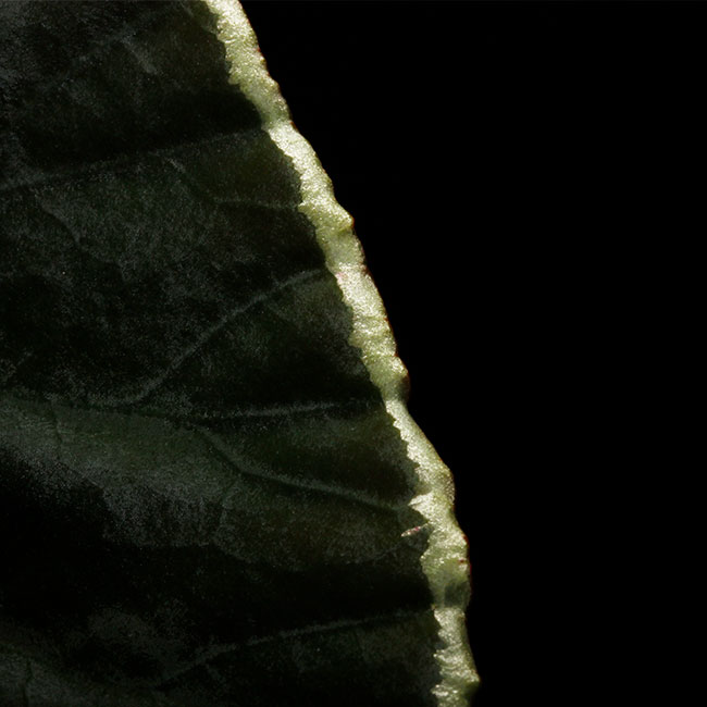 Begonia darthvaderiana��[ �٥��˥����������١��ǥꥢ���� ]��1�ݥå�