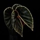 Begonia darthvaderiana��[ �٥��˥����������١��ǥꥢ���� ]��1�ݥå�
