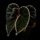 Begonia darthvaderiana��[ �٥��˥����������١��ǥꥢ���� ]��1�ݥå�