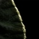 Begonia darthvaderiana��[ �٥��˥����������١��ǥꥢ���� ]��1�ݥå�