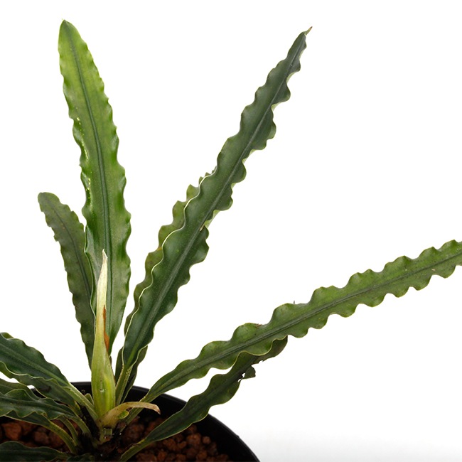 Fenestratarum mulyadii[ եͥȥ饿ࡦǥ ] PN250305-02 