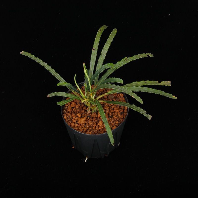 Fenestratarum mulyadii[ եͥȥ饿ࡦǥ ] PN250305-02 