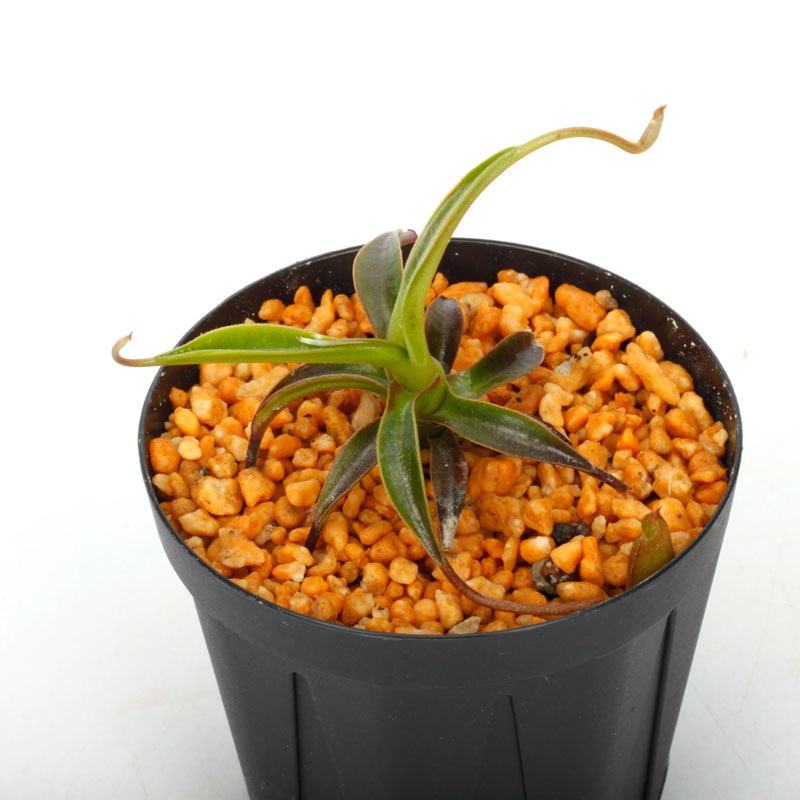 Nepenthes izumiae x edwardsiana / AW / Clone:03 �� PN241217-10 ��