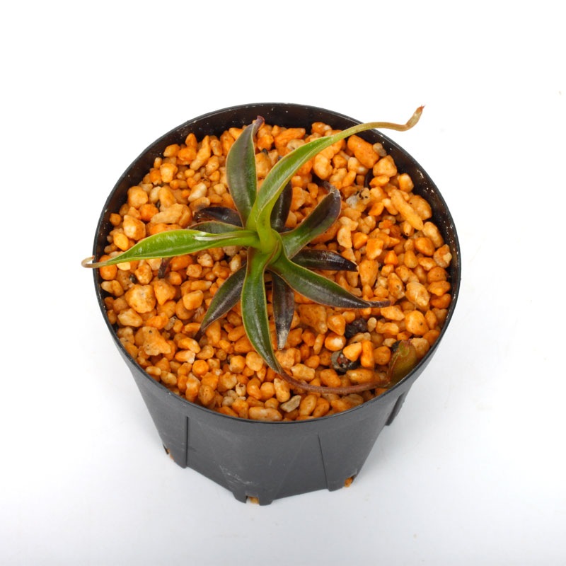 Nepenthes izumiae x edwardsiana / AW / Clone:03 �� PN241217-10 ��