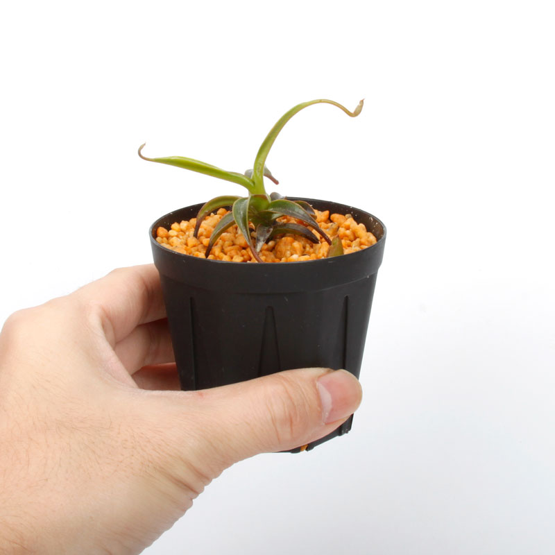 Nepenthes izumiae x edwardsiana / AW / Clone:03 �� PN241217-10 ��