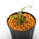 Nepenthes izumiae x edwardsiana / AW / Clone:03 �� PN241217-10 ��