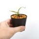Nepenthes izumiae x edwardsiana / AW / Clone:03 �� PN241217-10 ��