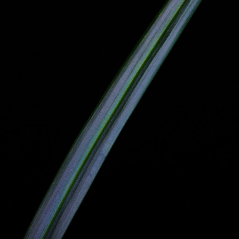 Mapania caudata��[ �ޥѥ˥����������� ]���� PN250906-08 ��