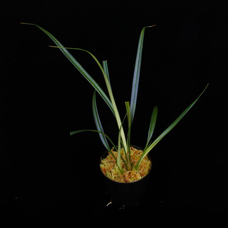 Mapania caudata��[ �ޥѥ˥����������� ]���� PN250906-08 ��