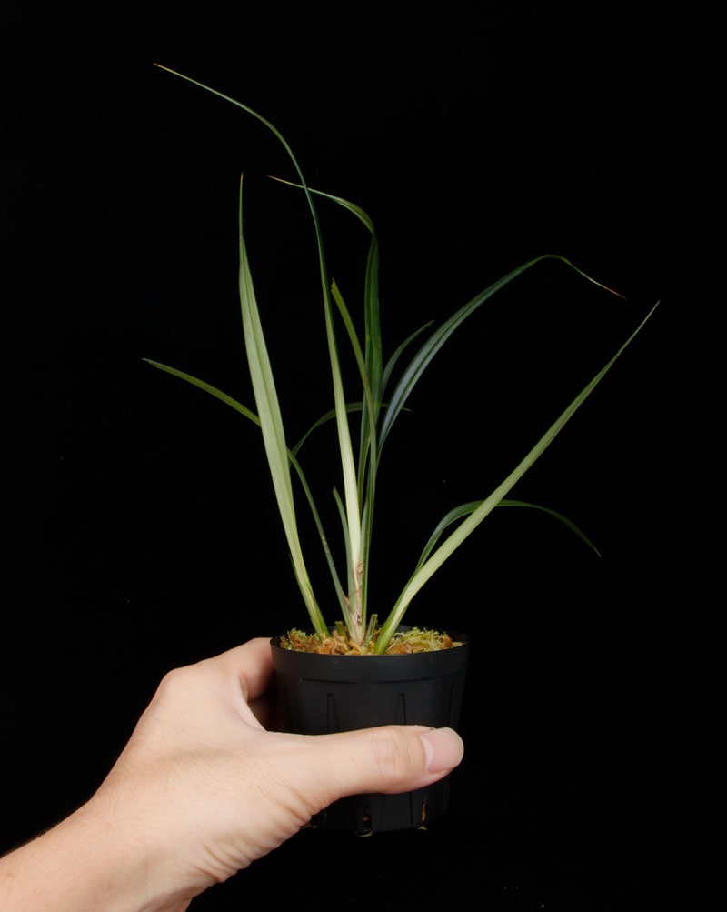 Mapania caudata��[ �ޥѥ˥����������� ]���� PN250906-08 ��