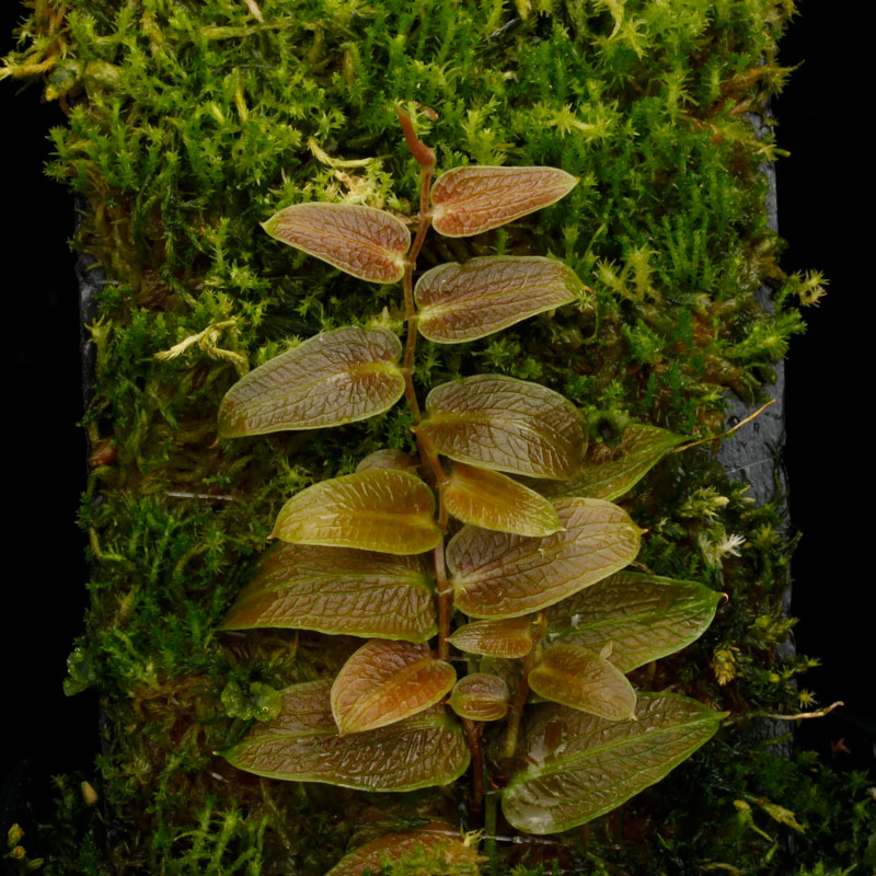 Pothos barberianus��[ �ݥȥ����С��٥ꥢ�ʥ� ]���� PN250822-03 ��