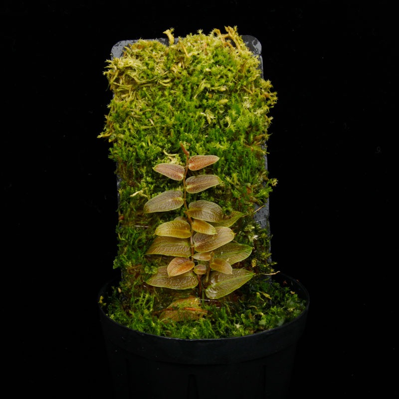 Pothos barberianus��[ �ݥȥ����С��٥ꥢ�ʥ� ]���� PN250822-03 ��