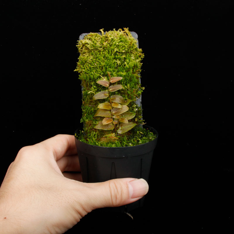 Pothos barberianus��[ �ݥȥ����С��٥ꥢ�ʥ� ]���� PN250822-03 ��