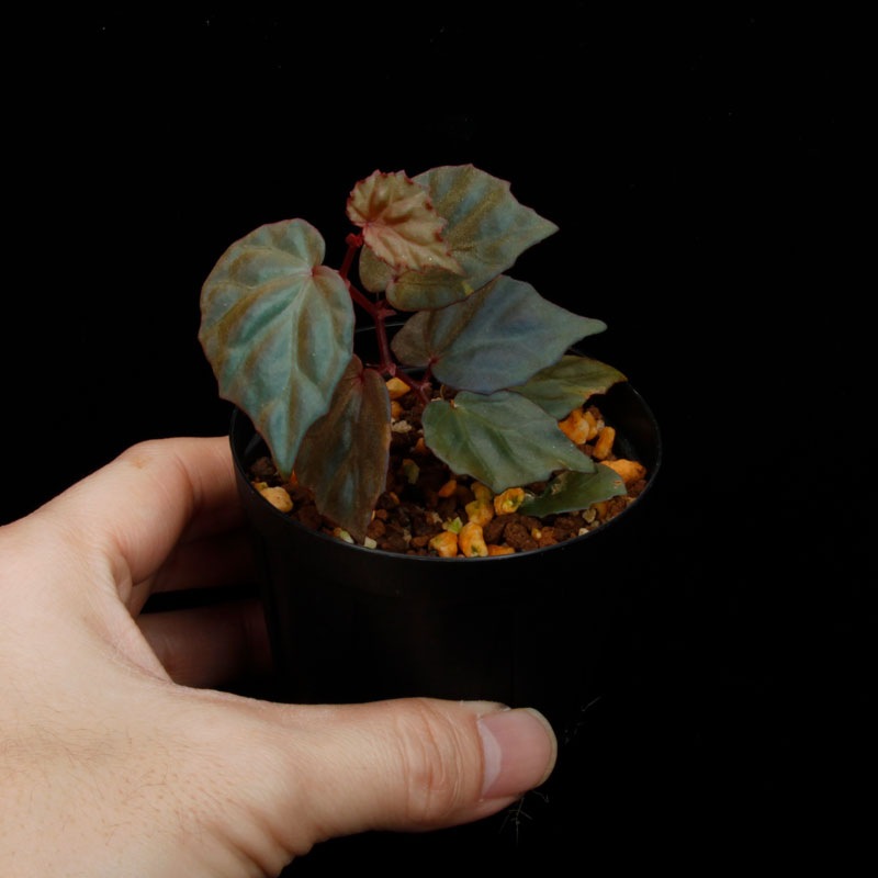 Begonia cv.  ' ZERONIA [ XY-016 / B. lichenora x B. kapuashuluensis (sp. ' Temuyuk Kalimantan Berat ')] ' 1�ݥåȡ� �� ZERO PLANTS�ȼ��Υ٥��˥������ʼ� ��