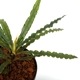 Fenestratarum mulyadii[ եͥȥ饿ࡦǥ ] PN240605-05 