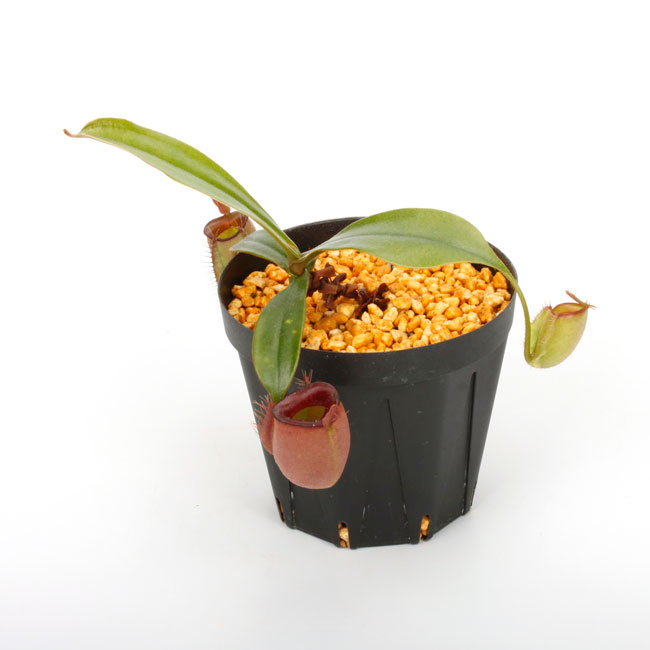Nepenthes ampullaria " HARLEQUIN "��[ �ͥڥ�ƥ�������ץ�ꥢ "�ϡ��쥯������" ]���� Borneo Exotics / BE-3681 �ۡ� PN240820-11 ��