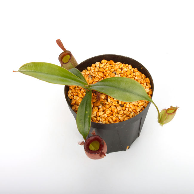 Nepenthes ampullaria " HARLEQUIN "��[ �ͥڥ�ƥ�������ץ�ꥢ "�ϡ��쥯������" ]���� Borneo Exotics / BE-3681 �ۡ� PN240820-11 ��