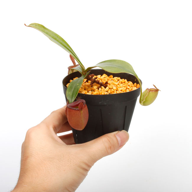 Nepenthes ampullaria " HARLEQUIN "��[ �ͥڥ�ƥ�������ץ�ꥢ "�ϡ��쥯������" ]���� Borneo Exotics / BE-3681 �ۡ� PN240820-11 ��