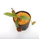 Nepenthes ampullaria " HARLEQUIN "��[ �ͥڥ�ƥ�������ץ�ꥢ "�ϡ��쥯������" ]���� Borneo Exotics / BE-3681 �ۡ� PN240820-11 ��