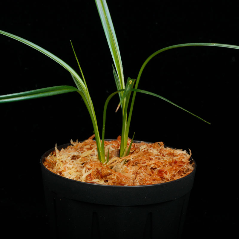 Mapania caudata��[ �ޥѥ˥����������� ]���� PN250822-04 ��