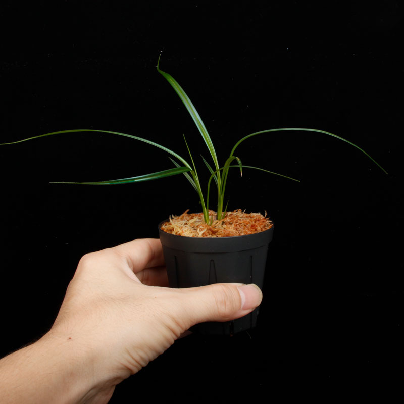 Mapania caudata��[ �ޥѥ˥����������� ]���� PN250822-04 ��