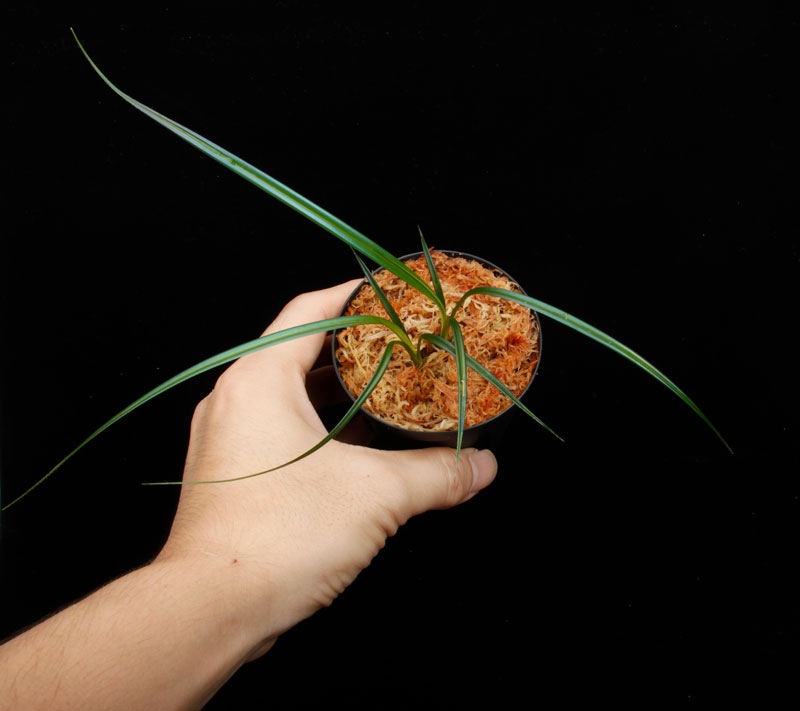 Mapania caudata��[ �ޥѥ˥����������� ]���� PN250822-04 ��