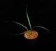Mapania caudata��[ �ޥѥ˥����������� ]���� PN250822-04 ��