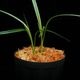 Mapania caudata��[ �ޥѥ˥����������� ]���� PN250822-04 ��
