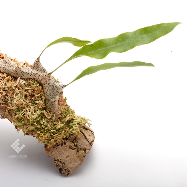 Lecanopteris deparioides レカノプテリス アリ植物