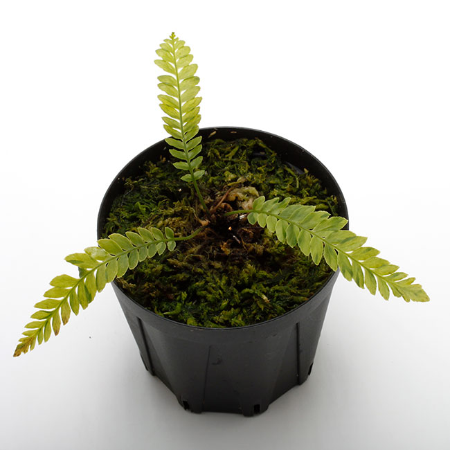 ブレクナム obtusatum var. francii TypeB 子株側 Blechnum obtusatum var. francii TypeB [ ブレクナム