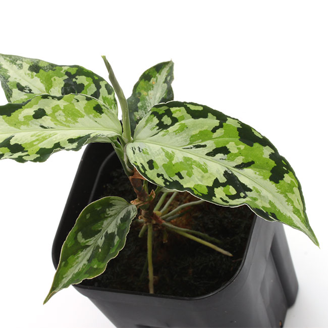 Aglaonema pictum " Laplace " UC from Sibolga timur����AZ0213-5c�ۡ�[ �����饪�ͥޡ��ԥ����� "��ץ饹" Ȣ���� ]���� PN231201-02 ��