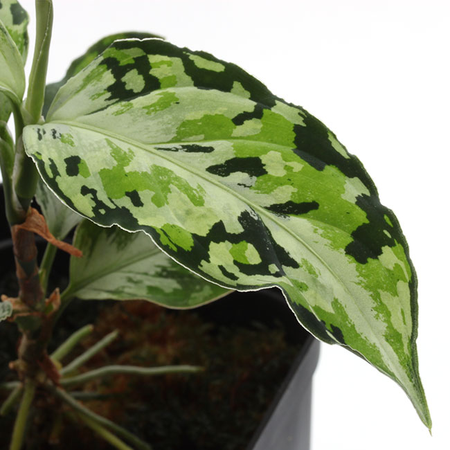 Aglaonema pictum " Laplace " UC from Sibolga timur����AZ0213-5c�ۡ�[ �����饪�ͥޡ��ԥ����� "��ץ饹" Ȣ���� ]���� PN231201-02 ��