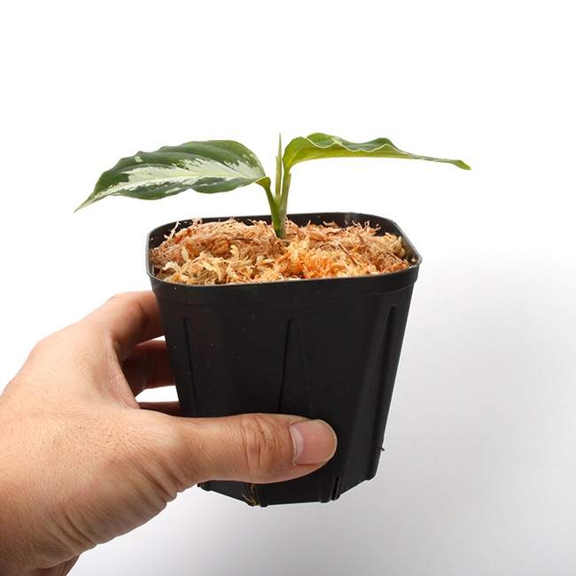 Aglaonema pictum " Laplace " UC from Sibolga timur����AZ0213-5c�ۡ�[ �����饪�ͥޡ��ԥ����� "��ץ饹" Ȣ���� ]���� PN231201-02 ��