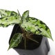 Aglaonema pictum " Laplace " UC from Sibolga timur����AZ0213-5c�ۡ�[ �����饪�ͥޡ��ԥ����� "��ץ饹" Ȣ���� ]���� PN231201-02 ��