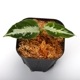 Aglaonema pictum " Laplace " UC from Sibolga timur����AZ0213-5c�ۡ�[ �����饪�ͥޡ��ԥ����� "��ץ饹" Ȣ���� ]���� PN231201-02 ��