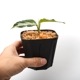 Aglaonema pictum " Laplace " UC from Sibolga timur����AZ0213-5c�ۡ�[ �����饪�ͥޡ��ԥ����� "��ץ饹" Ȣ���� ]���� PN231201-02 ��