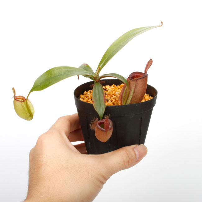 Nepenthes ampullaria " HARLEQUIN "��[ �ͥڥ�ƥ�������ץ�ꥢ "�ϡ��쥯������" ]���� Borneo Exotics / BE-3681 �ۡ� PN240820-12 ��