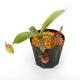 Nepenthes ampullaria " HARLEQUIN "��[ �ͥڥ�ƥ�������ץ�ꥢ "�ϡ��쥯������" ]���� Borneo Exotics / BE-3681 �ۡ� PN240820-12 ��