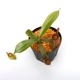 Nepenthes ampullaria " HARLEQUIN "��[ �ͥڥ�ƥ�������ץ�ꥢ "�ϡ��쥯������" ]���� Borneo Exotics / BE-3681 �ۡ� PN240820-12 ��