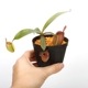 Nepenthes ampullaria " HARLEQUIN "��[ �ͥڥ�ƥ�������ץ�ꥢ "�ϡ��쥯������" ]���� Borneo Exotics / BE-3681 �ۡ� PN240820-12 ��